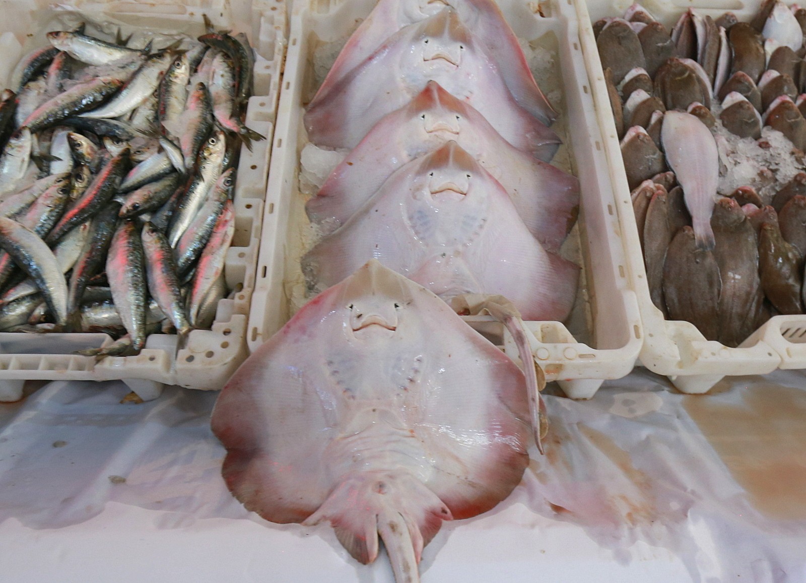 Casablanca fish market