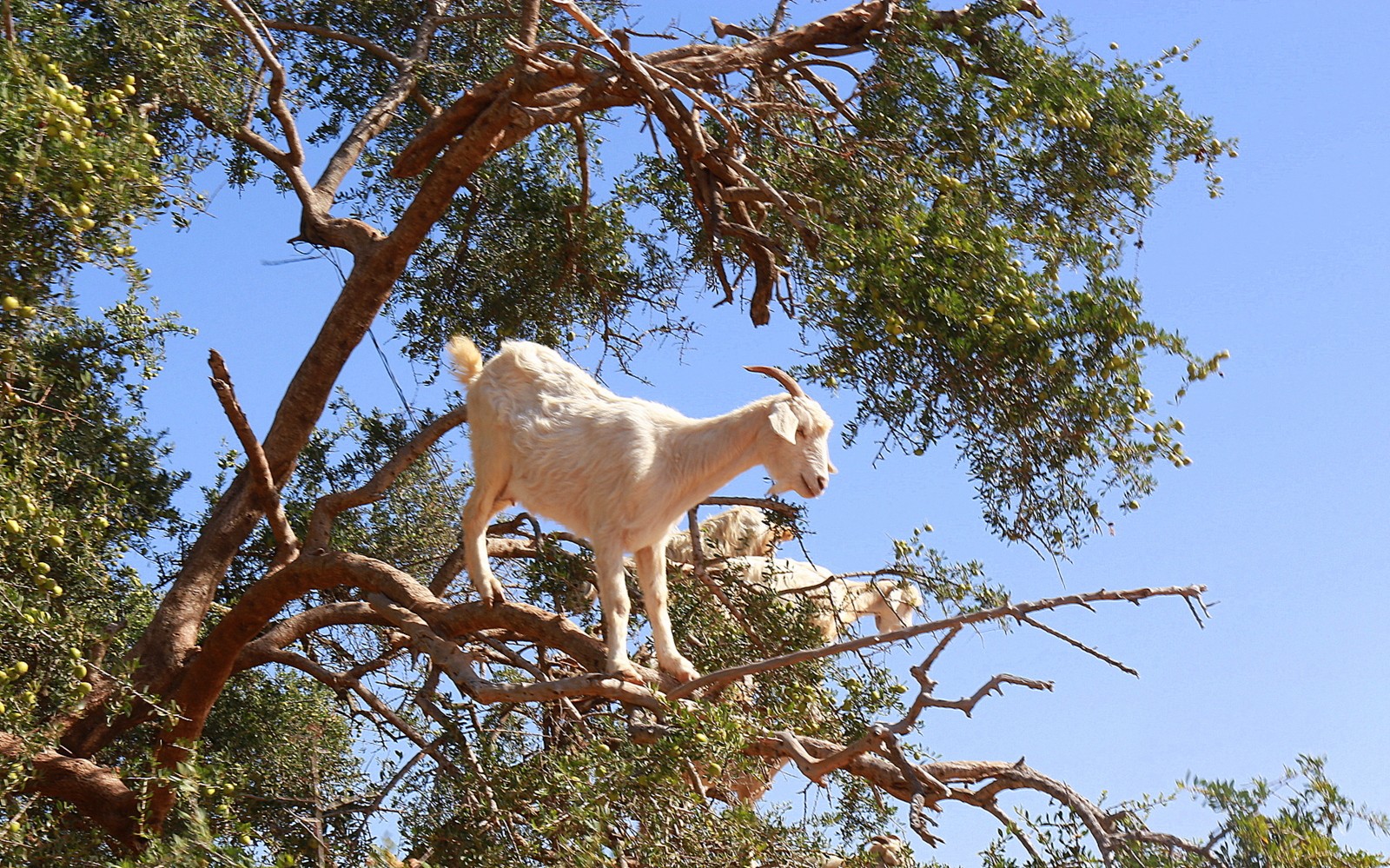 Vuohet Argan-puussa Essaouira