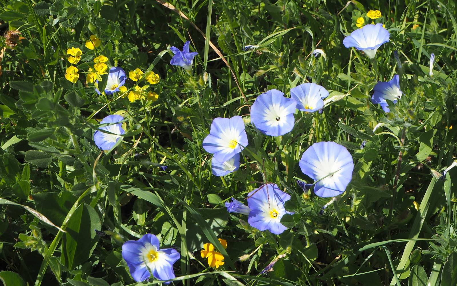 Volubilis, elämänlanka