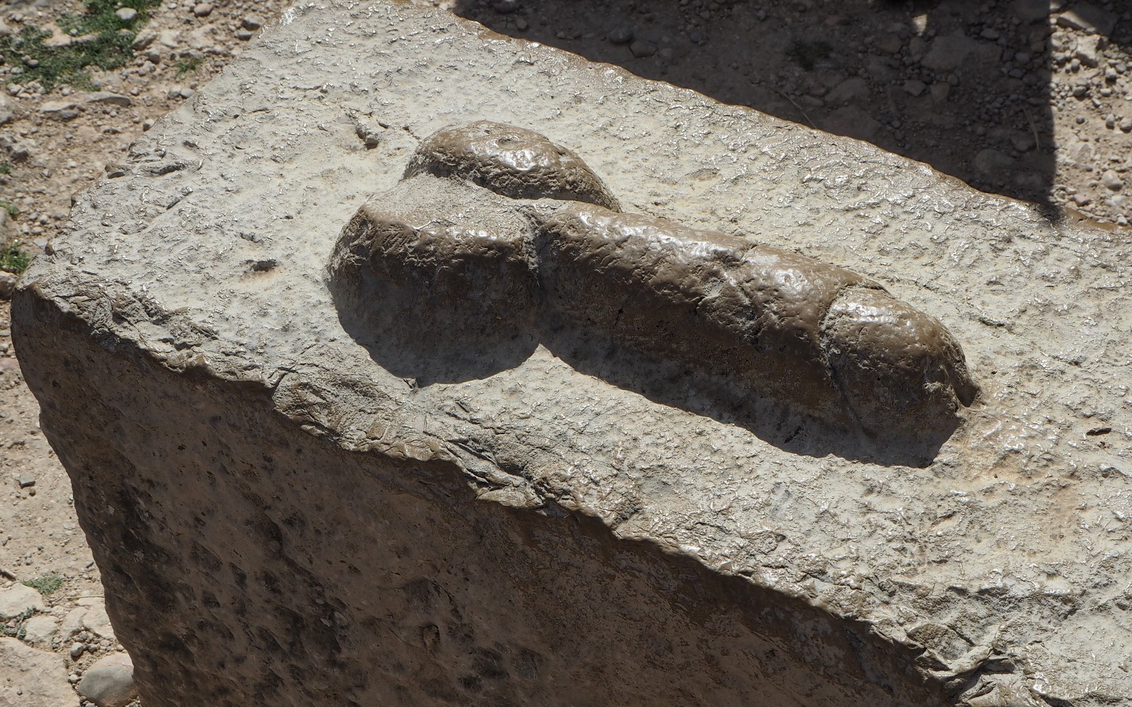 Volubilis hedelmällisyys