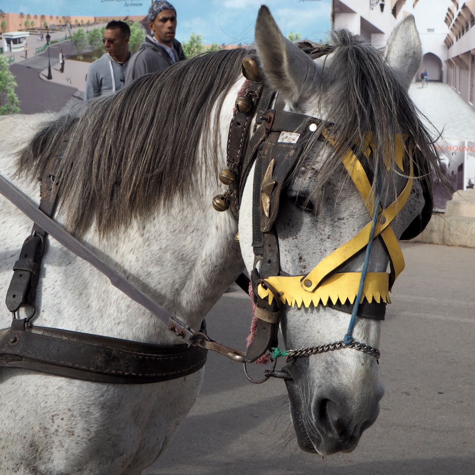 Meknes El Hedim Square
