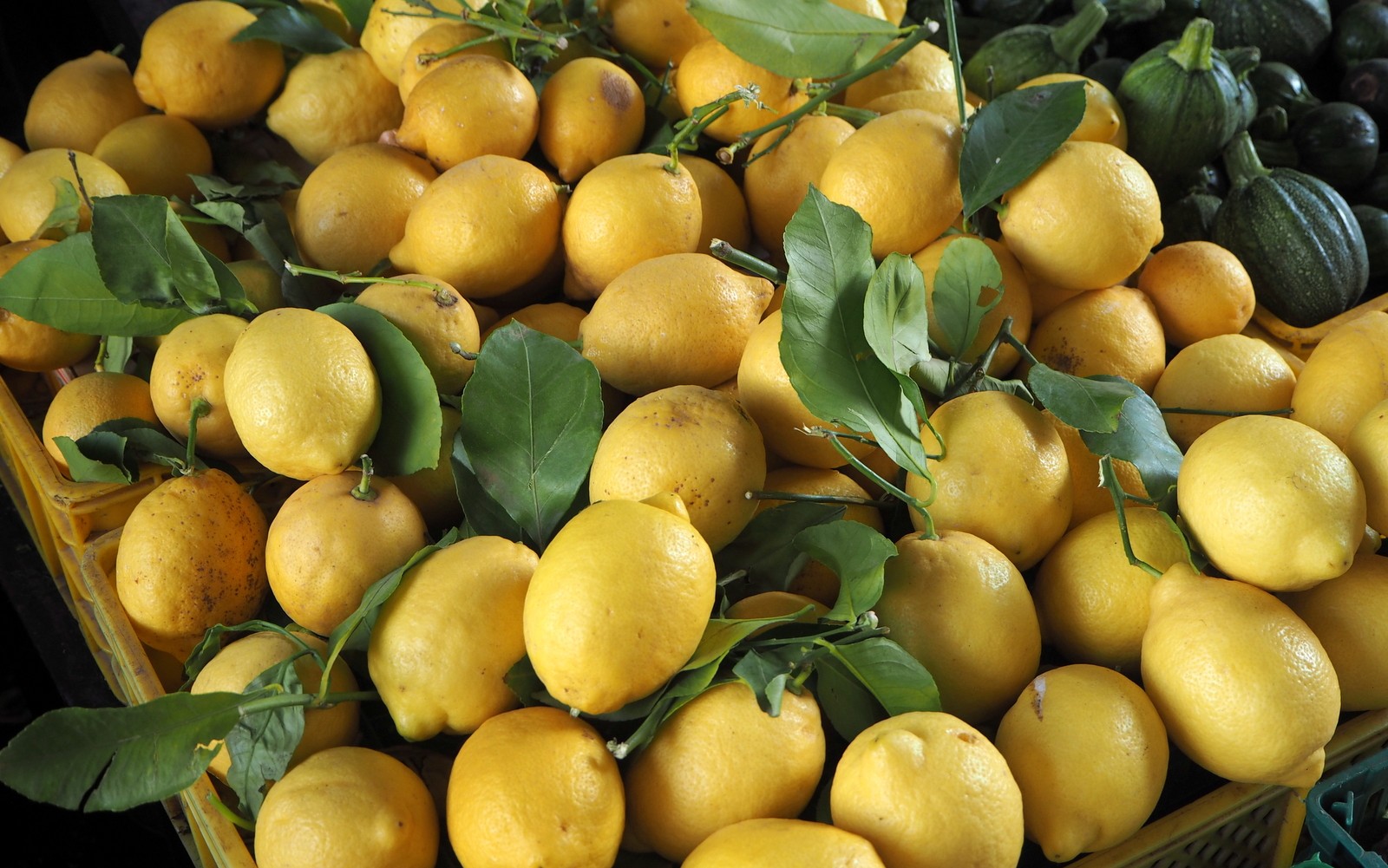 Casablanca fish market