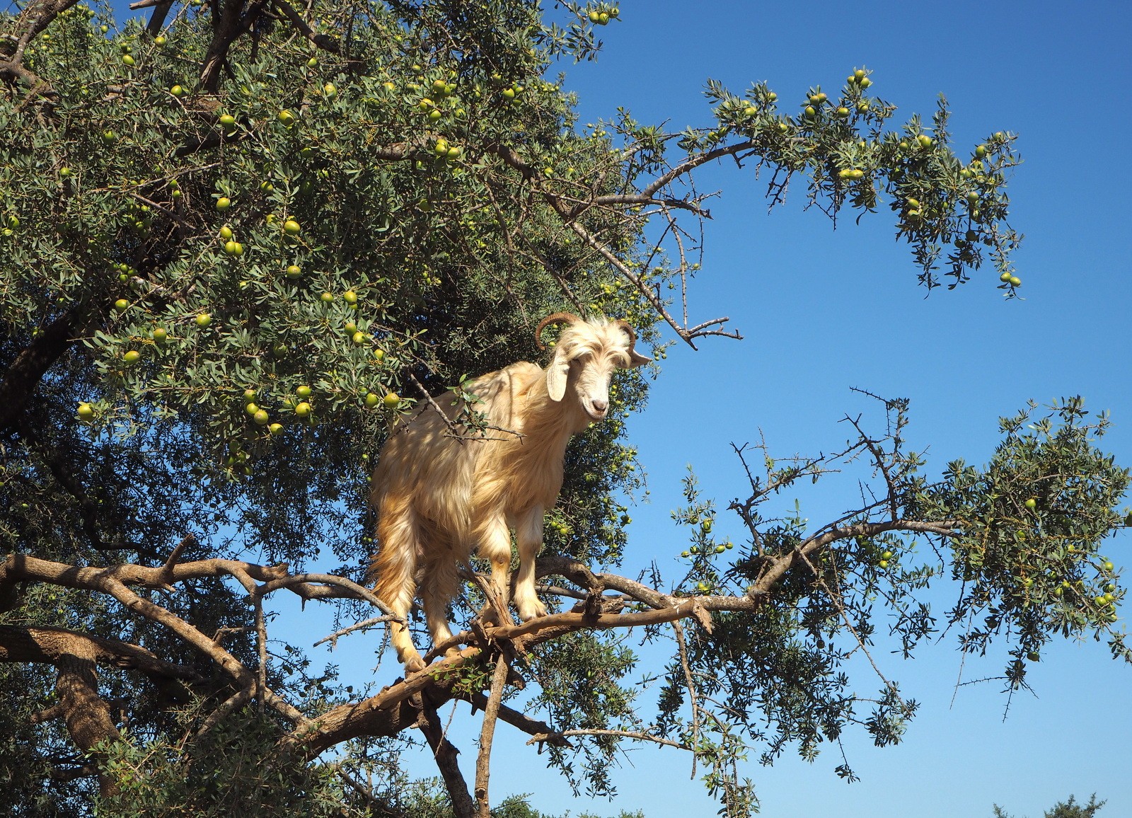 Vuohet Argan-puussa Essaouira