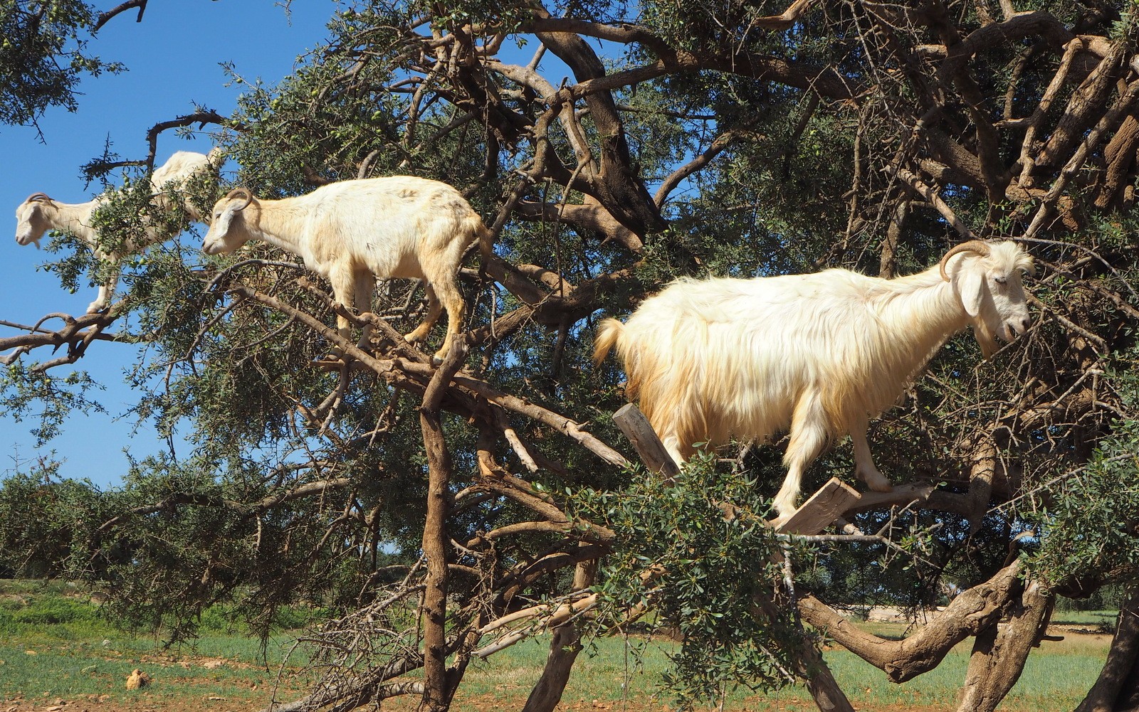 Vuohet Argan-puussa Essaouira