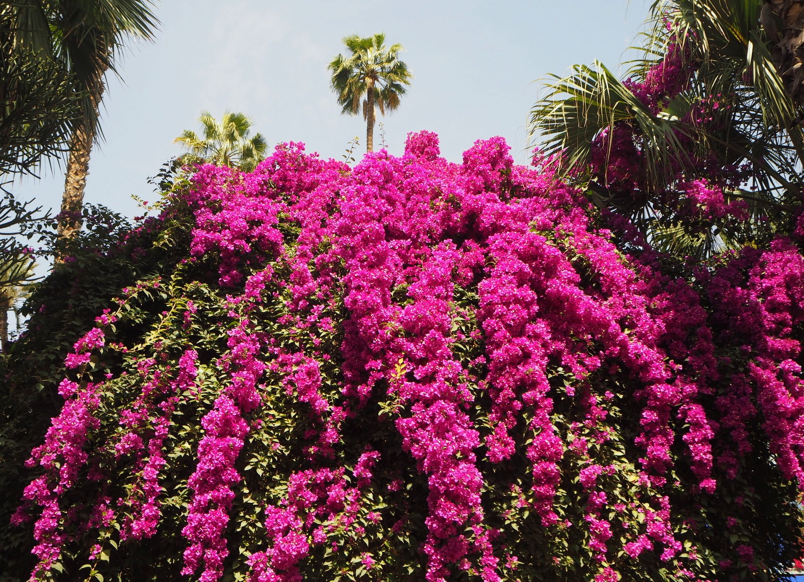 Jardin Majorelle Marrakesh
