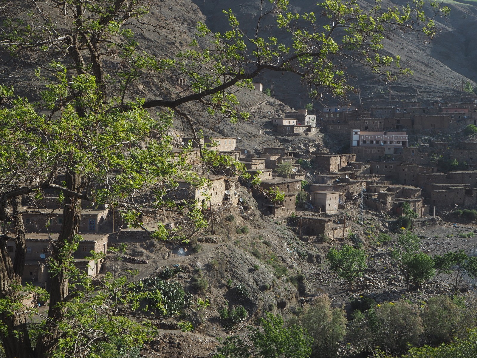 Atlasvuoret berberit