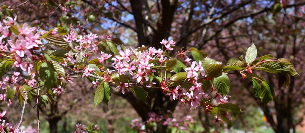 Roihuvuori Kirsikkapuisto