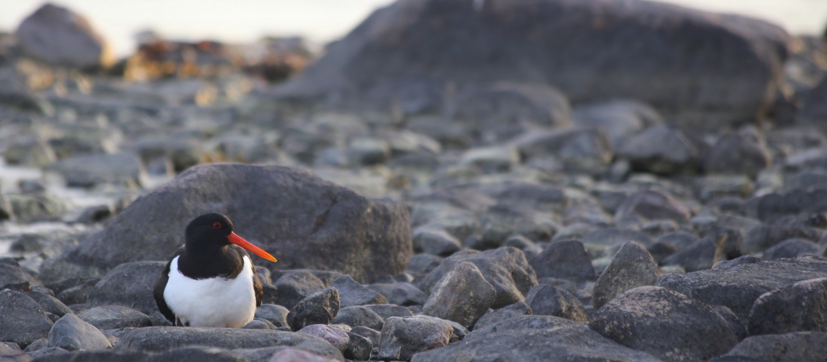 Meriharakka Haukilahdessa 2014