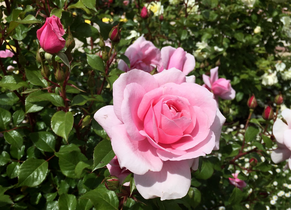 Madrid Parque de Oeste rosegarden