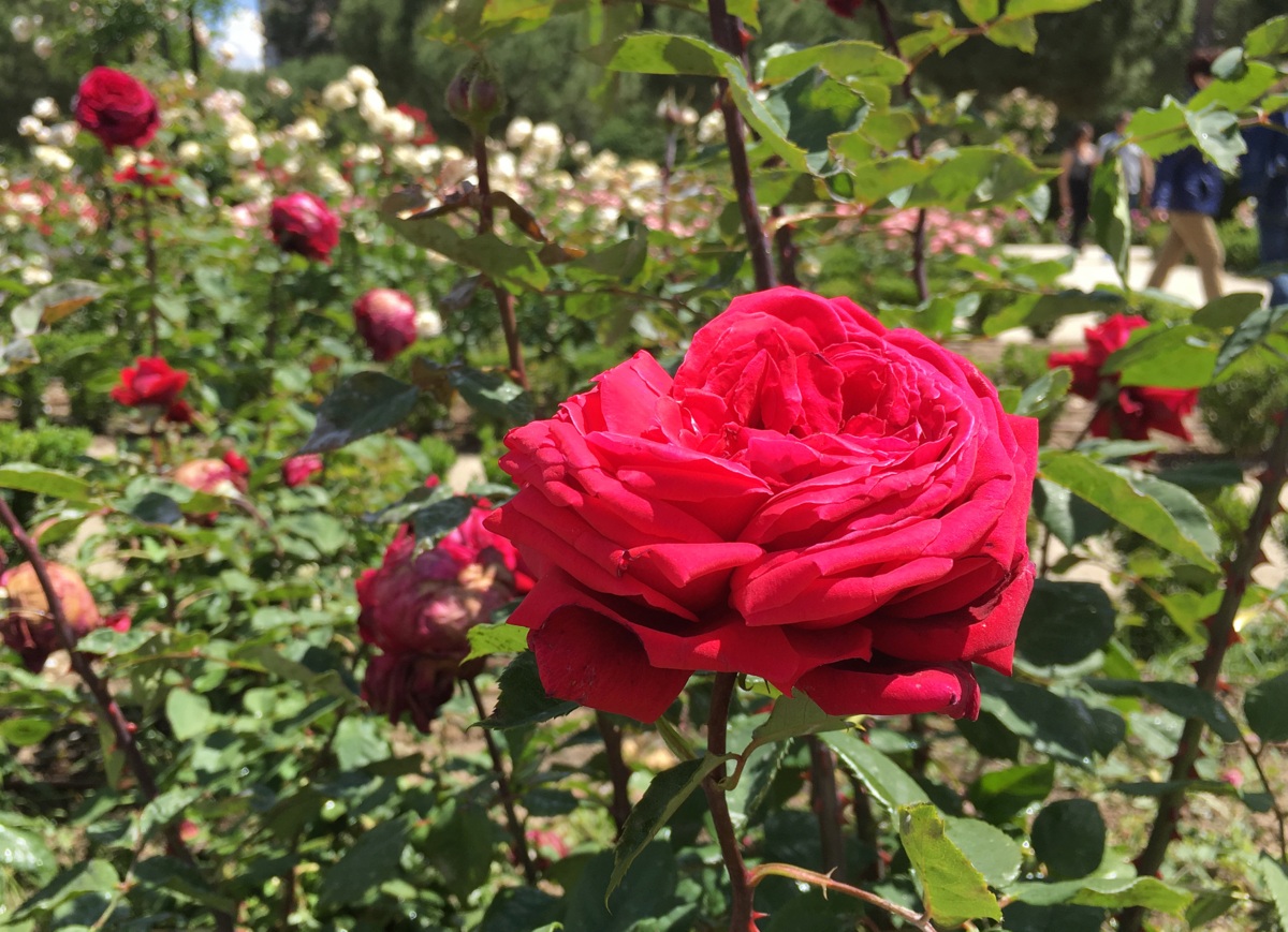 Madrid Retiro Rosaleda rosegarden