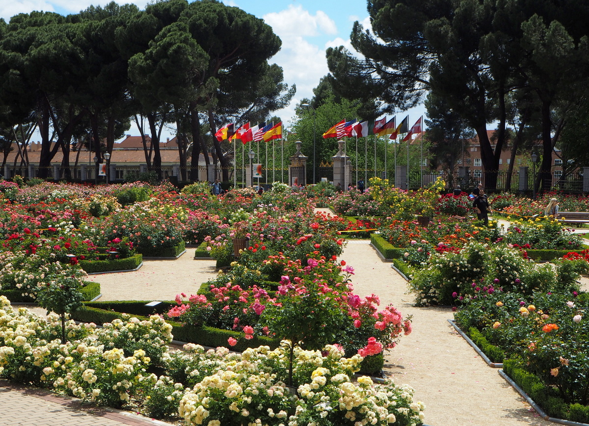 Madrid Parque de Oeste rosegarden