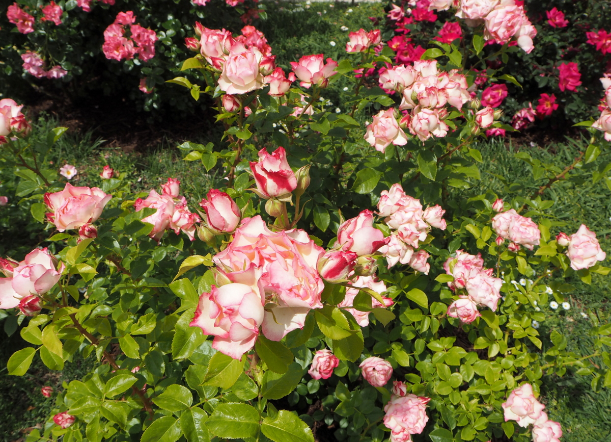 Madrid Parque de Oeste rosegarden