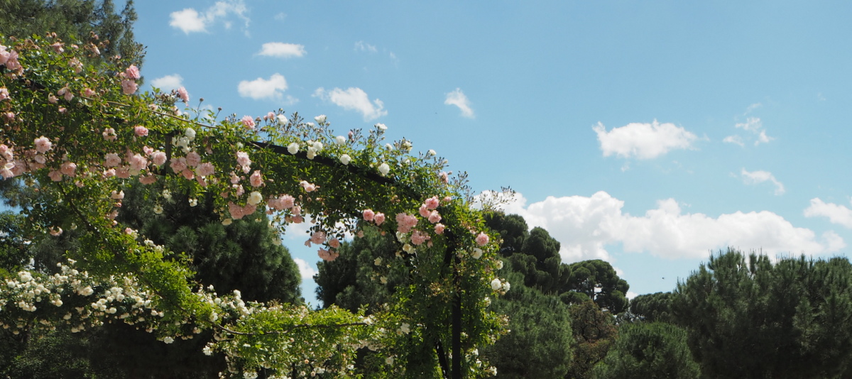 Madrid ruusut feature