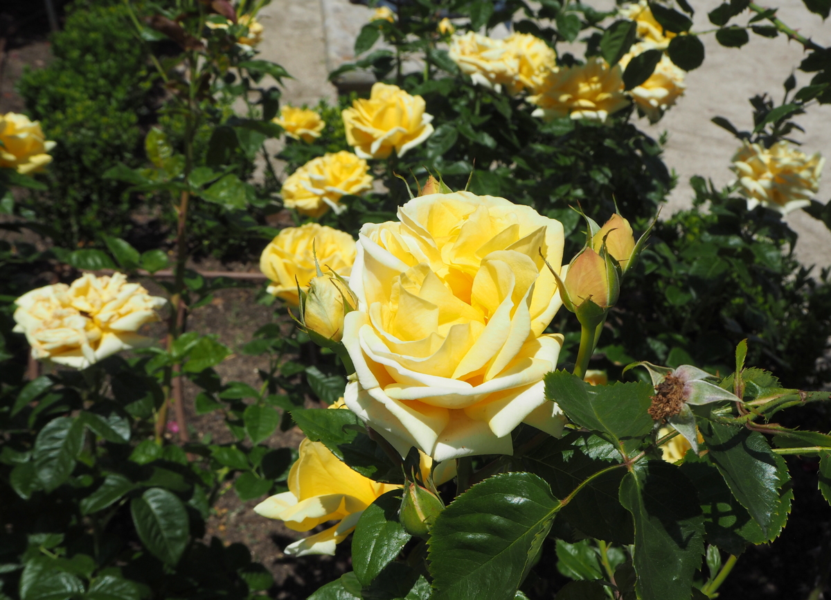 Madrid Retiro Rosaleda rosegarden