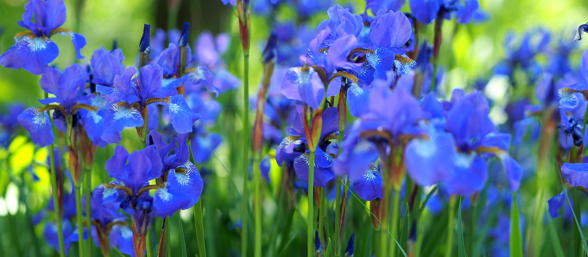 Planten un Blumen Hampuri feature