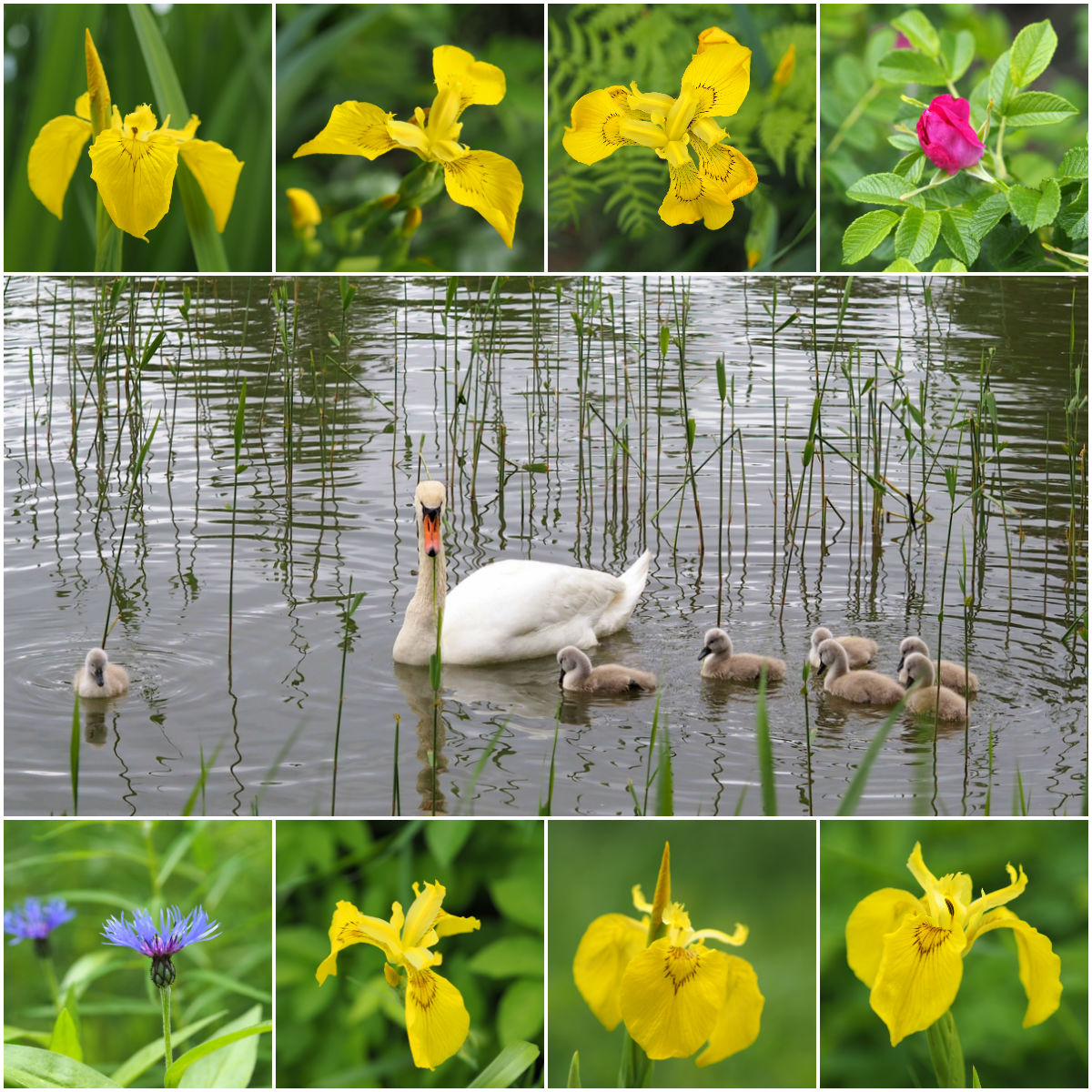 Juhannus Iirislahdessa 2017