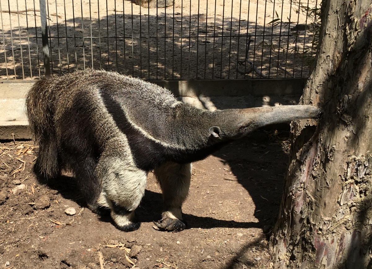 Madrid Zoo Muurahaiskarhu