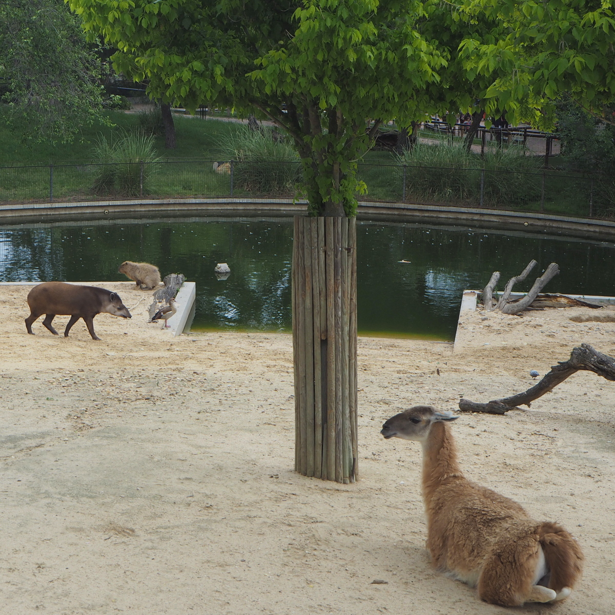 Madrid Zoo tapiiri vesisika patagonian jänis