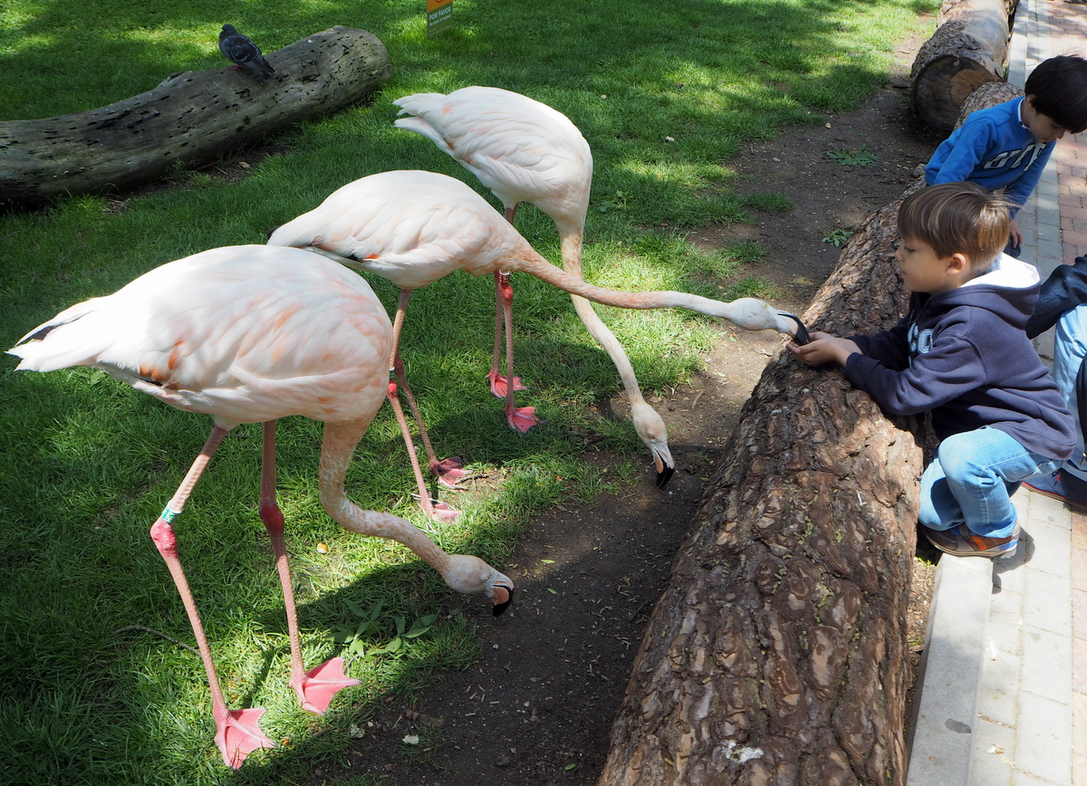 Madrid Zoo flamingoja