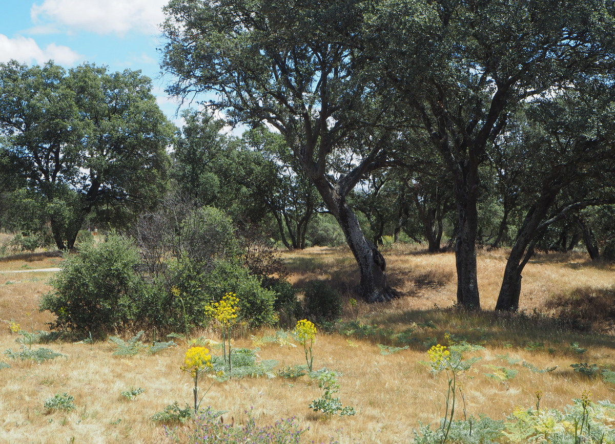 Casa de Campo Madrid