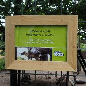 Metsäpeurat Korkeasaari