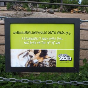 Mongolianhevoset Korkeasaari