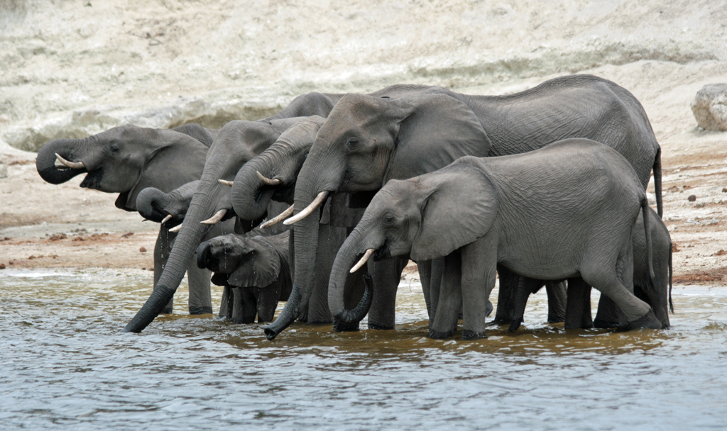 Botswana Chobe norsuja