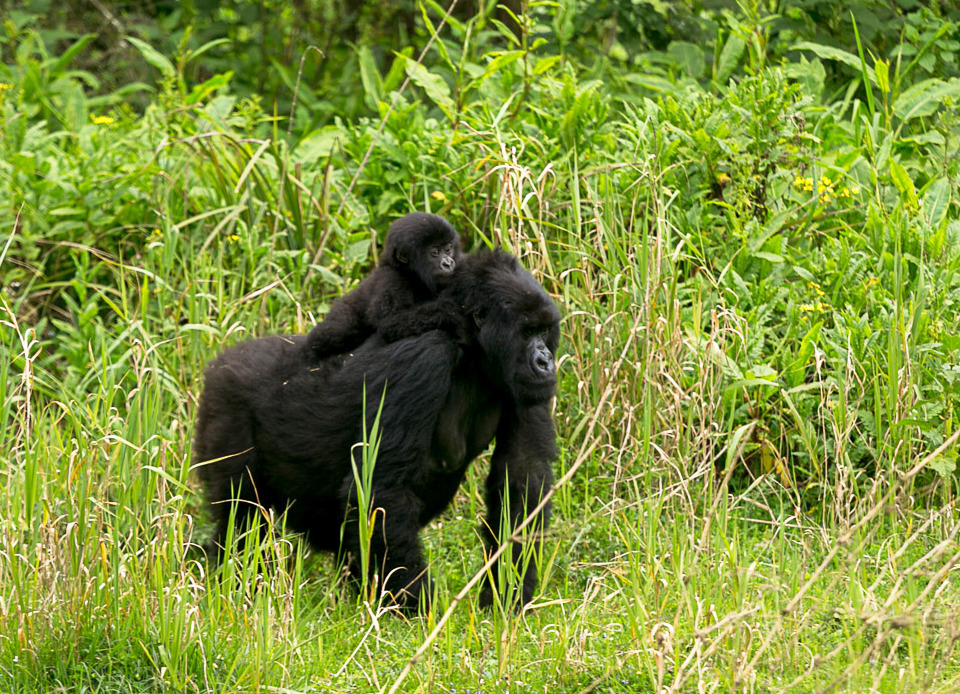 Vuoristogorilloja Ruandassa