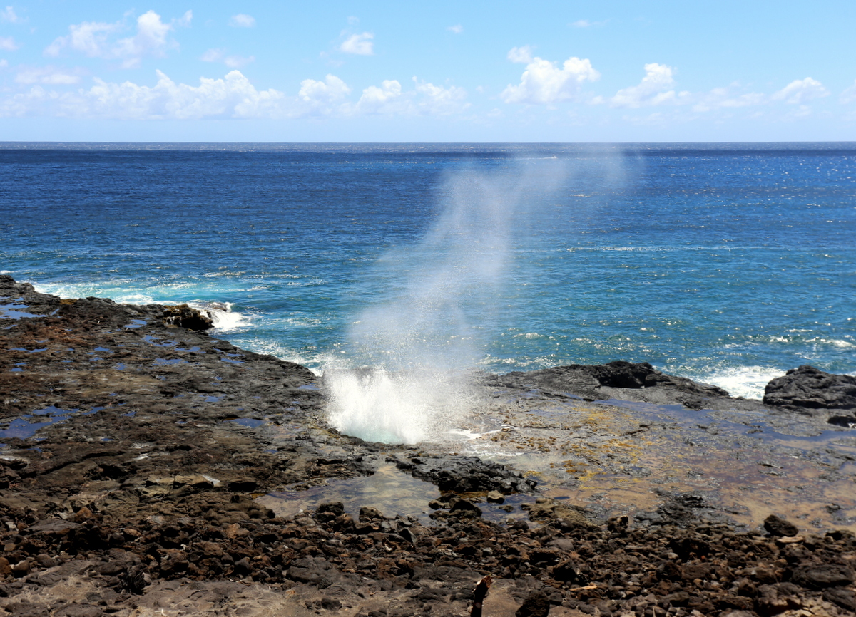 Kauai Spounting Horn