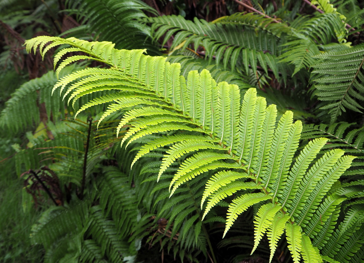 Hawaii Volcanoes National Park