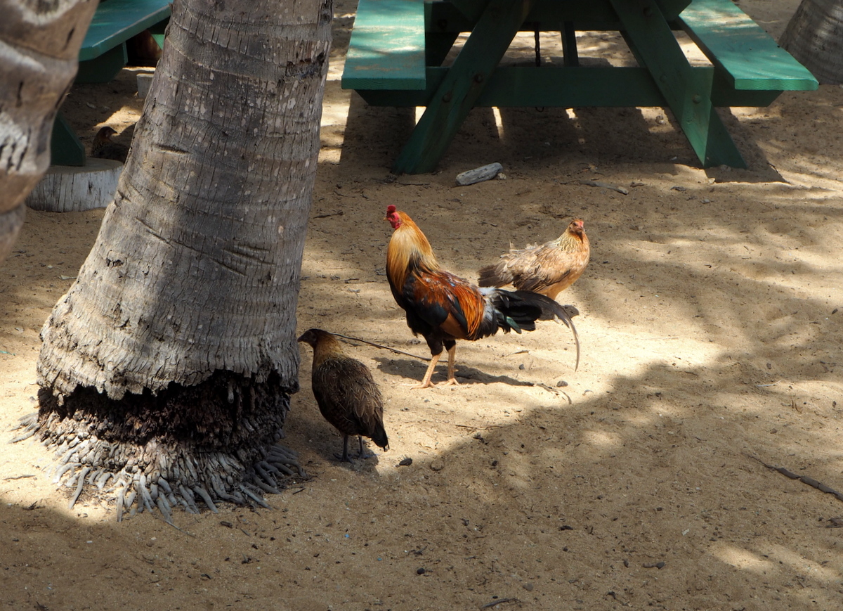 Kauai Tree Tunnel Road