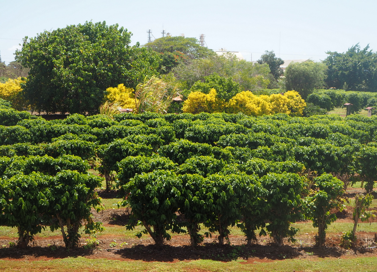 Kauai Coffee