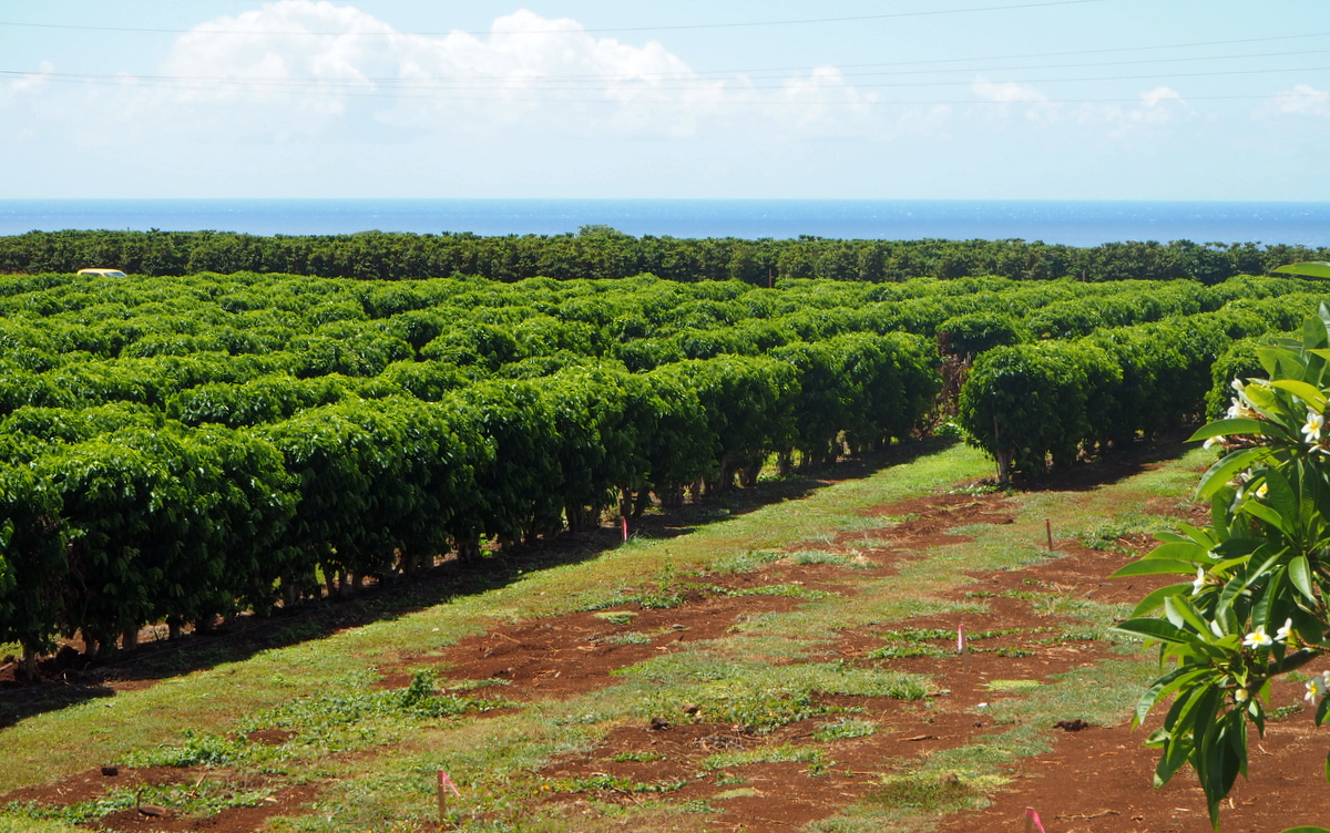 Kauai Coffee