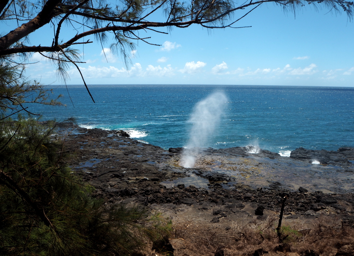 Kauai Spounting Horn