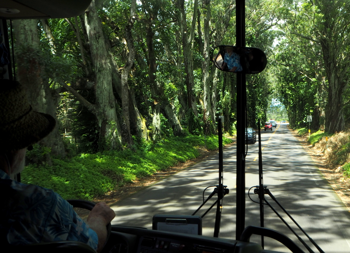 Kauai Tree Tunnel Road