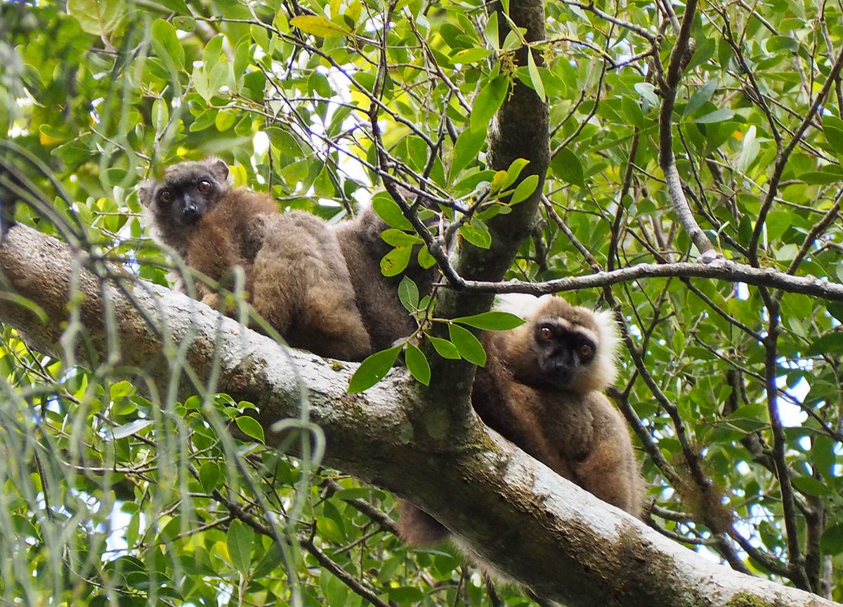 Lemureja Madagaskarilla - Marraskuun matkoja