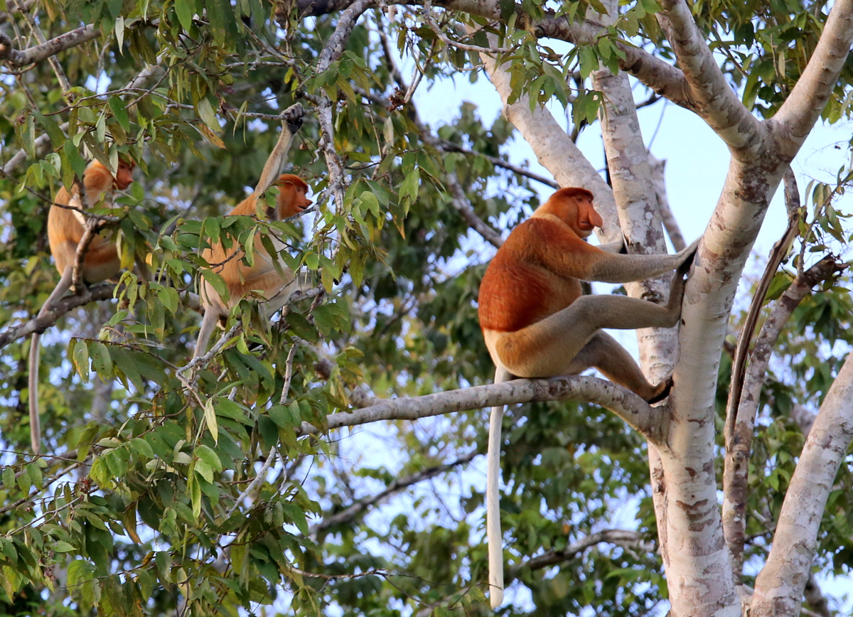 Nenäapinoita Kinabatang Borneo