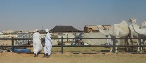 Kamelimarkkinat Saudi-Arabia