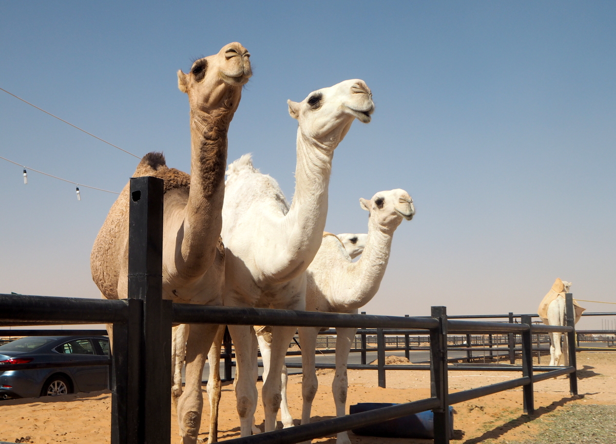 Kameleita Riad Saudi-Arabia