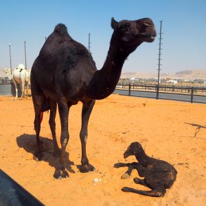 Kamelin syntymä Saudi-Arabia