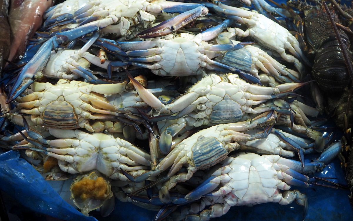 Jedda kalatori Punaisenmeren rannalla