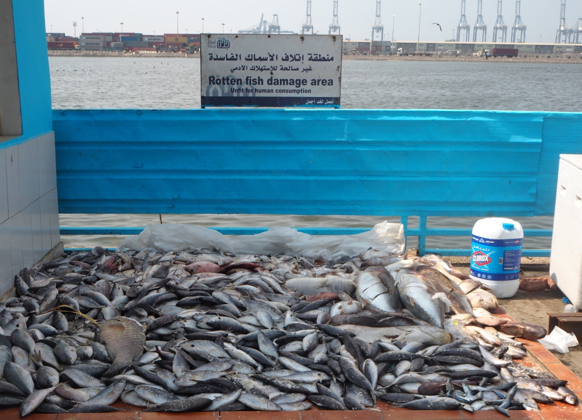 Jedda kalatori Punaisenmeren rannalla