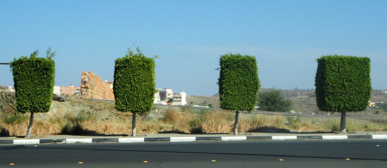 Taif feature