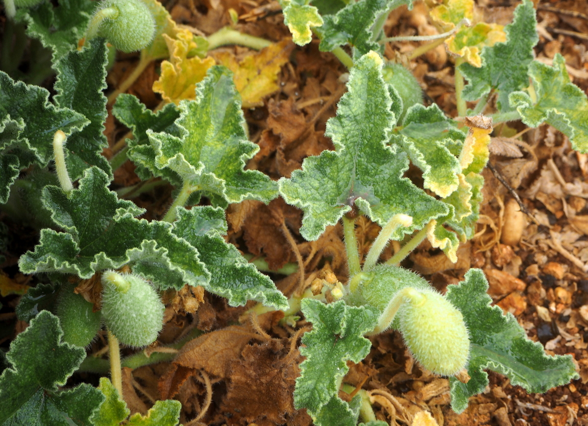 Ruiskukurkku Anjar Libanon