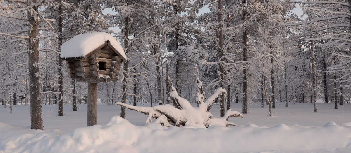 Kakslauttanen päivä feature