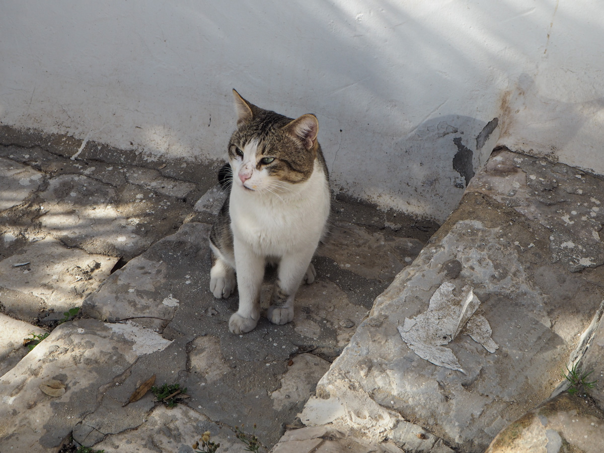 Sidi Bou Said kissat