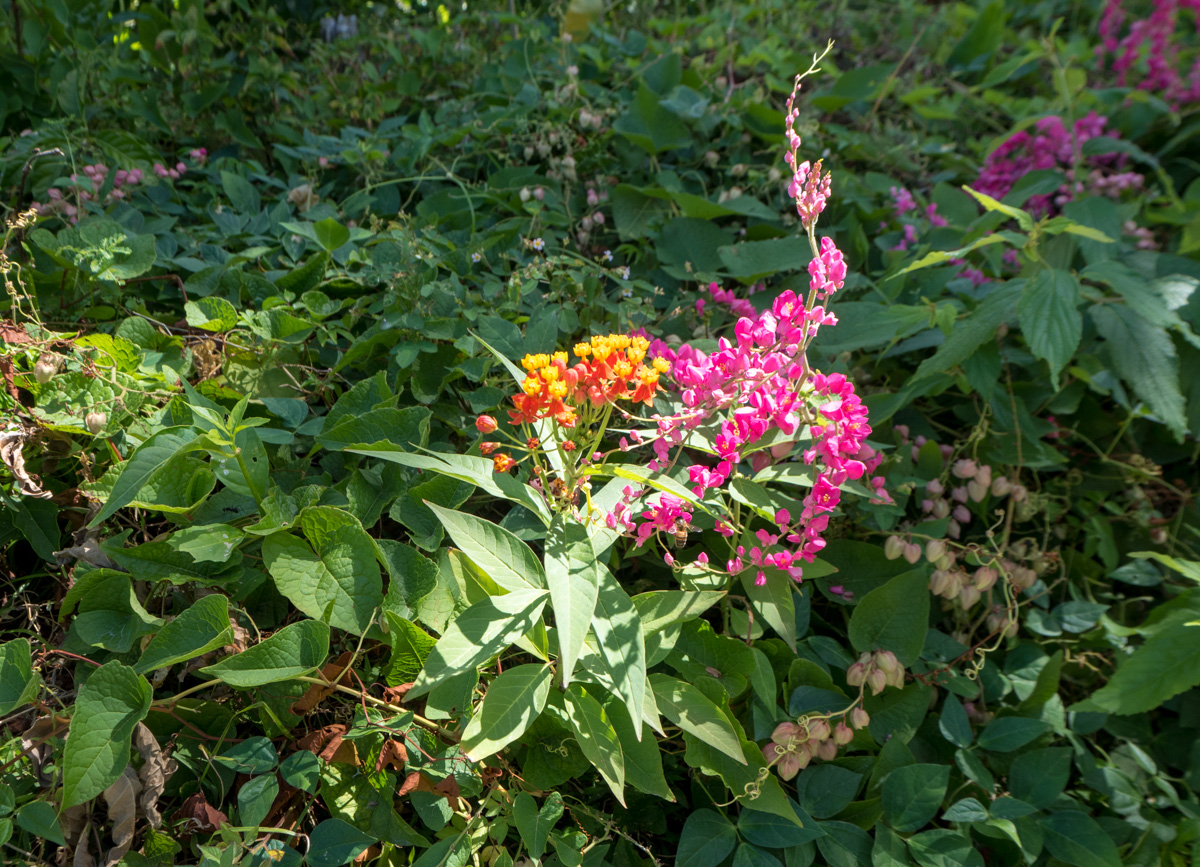 Dominica Waitukubuli