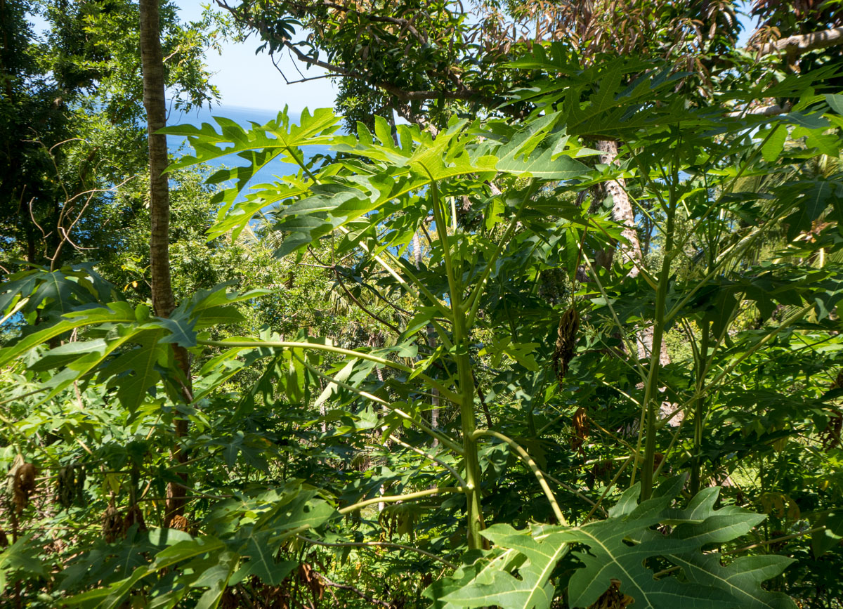 Dominica Waitukubuli