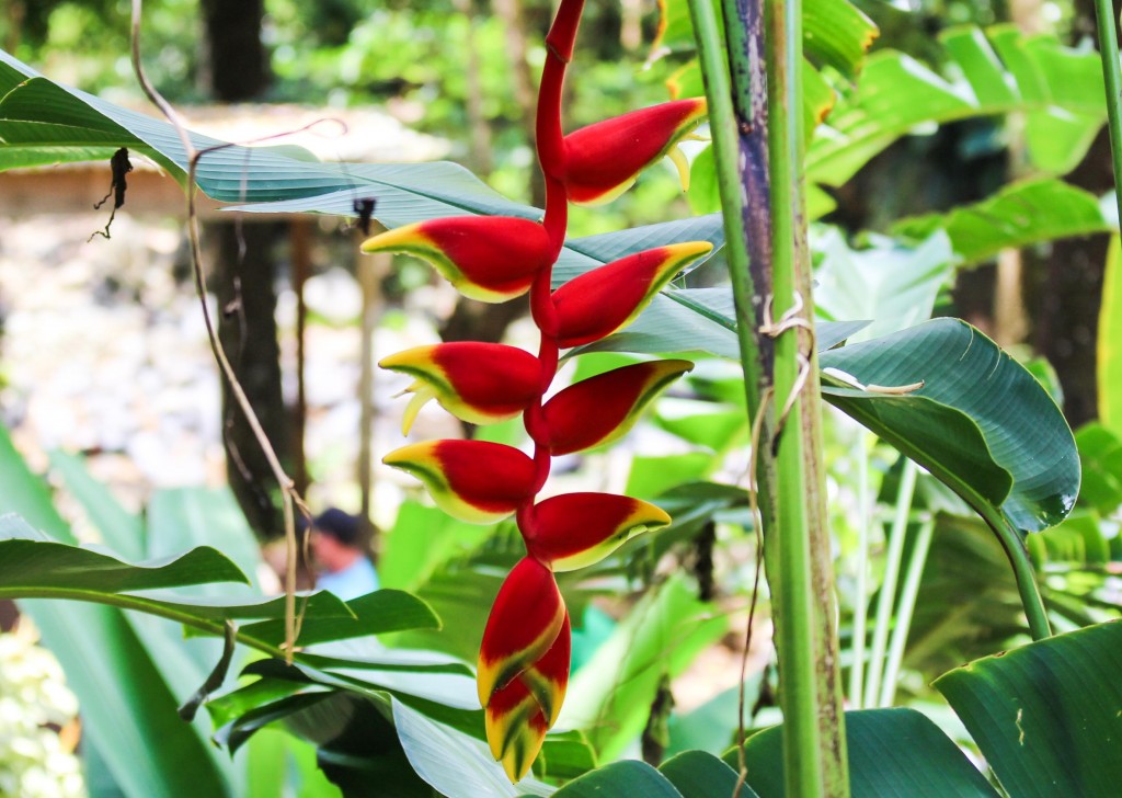 Tasty Travellissimo Grenada