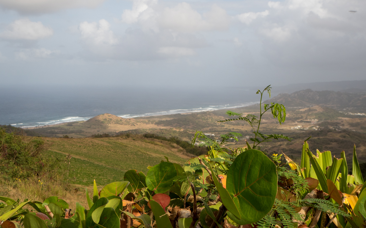 Barbados Mount Cherry Tree Hill